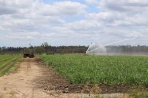 Wallaville, QLD