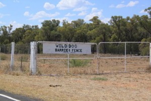 The 6,500 KM dog fence.