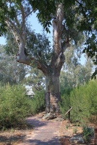 River Murray, VIC